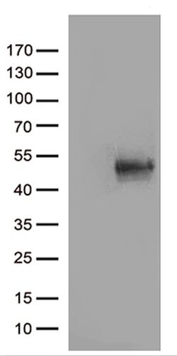 CD80 Monoclonal Antibody (OTI8E9), TrueMAB , OriGene 100 &mu;L | Buy Online | OriGene | Fisher Scientific