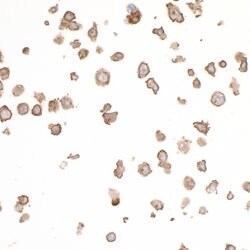 CD86 Recombinant Rabbit Monoclonal Antibody (BLR030F), Bethyl Laboratories 10 &mu;L | Buy Online | Bethyl Laboratories, Inc | Fisher Scientific