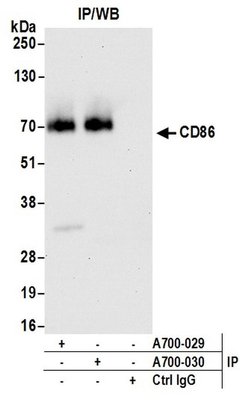 CD86 Recombinant Rabbit Monoclonal Antibody (BLR030F), Bethyl Laboratories 10 &mu;L | Buy Online | Bethyl Laboratories, Inc | Fisher Scientific