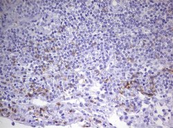 CD8A Monoclonal Antibody (OTI7C10), TrueMAB , OriGene 100 &mu;L; Unconjugated:Antibodies,