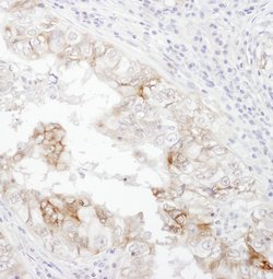 CD98 Rabbit anti-Human, Polyclonal, Bethyl Laboratories 100 &mu;l; Unlabeled:Antibodies,