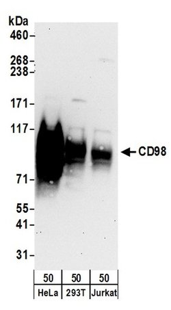 CD98 Rabbit anti-Human, Polyclonal, Bethyl Laboratories 100 &mu;l; Unlabeled:Antibodies,