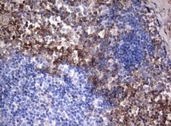 CD99 Monoclonal Antibody (OTI1F11), TrueMAB , OriGene:Antibodies:Primary