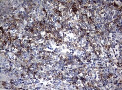CD99 Monoclonal Antibody (OTI1A4), TrueMAB , OriGene:Antibodies:Primary