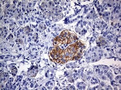 CD99 Monoclonal Antibody (OTI1D5), TrueMAB , OriGene 100 &mu;L; Unconjugated:Antibodies,