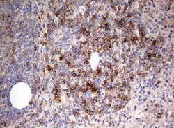 CD99 Monoclonal Antibody (OTI1D5), TrueMAB , OriGene:Antibodies:Primary
