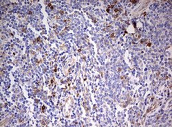 CD99 Monoclonal Antibody (OTI1D5), TrueMAB , OriGene 100 &mu;L; Unconjugated:Antibodies,