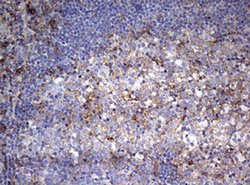 CD99 Monoclonal Antibody (OTI1D5), TrueMAB , OriGene 100 &mu;L; Unconjugated:Antibodies,