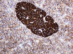CD99 Mouse anti-Human, Clone: OTI2E8, lyophilized, TrueMAB 100 &mu;g; Unconjugated:Antibodies,