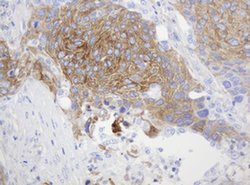 CD99 Monoclonal Antibody (OTI5C8), TrueMAB , OriGene 100 &mu;L; Unconjugated:Antibodies,