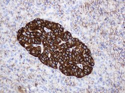 CD99 Monoclonal Antibody (OTI5C8), TrueMAB , OriGene 100 &mu;L; Unconjugated:Antibodies,