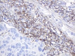 CD99 Monoclonal Antibody (OTI5C8), TrueMAB , OriGene:Antibodies:Primary