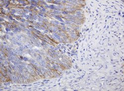CD99 Monoclonal Antibody (OTI3E8), TrueMAB , OriGene 100 &mu;L; Unconjugated:Antibodies,