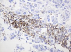 CD99 Monoclonal Antibody (OTI3E8), TrueMAB , OriGene 100 &mu;L; Unconjugated:Antibodies,