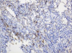 CD99 Monoclonal Antibody (OTI3E8), TrueMAB , OriGene 100 &mu;L; Unconjugated:Antibodies,