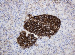 CD99 Monoclonal Antibody (OTI4C6), TrueMAB , OriGene 100 &mu;L; Unconjugated:Antibodies,