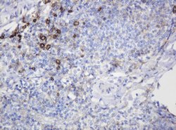 CD99 Monoclonal Antibody (OTI4C6), TrueMAB , OriGene 100 &mu;L; Unconjugated:Antibodies,