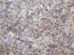 CD99 Monoclonal Antibody (OTI4A5), TrueMAB , OriGene 100 &mu;L; Unconjugated:Antibodies,