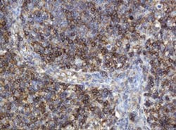 CD99 Monoclonal Antibody (OTI4A5), TrueMAB , OriGene 100 &mu;L; Unconjugated:Antibodies,