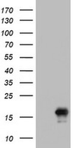 CD99 Monoclonal Antibody (OTI1E7), TrueMAB , OriGene 100 &mu;L; Unconjugated:Antibodies,