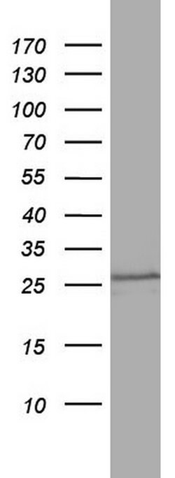 CD99 Monoclonal Antibody (OTI1E7), TrueMAB , OriGene 100 &mu;L; Unconjugated:Antibodies,