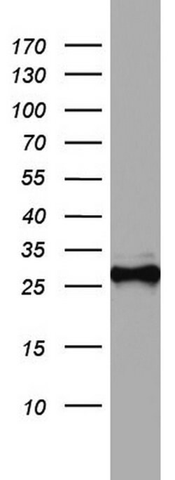 CD99 Monoclonal Antibody (OTI1A4), TrueMAB , OriGene 100 &mu;L; Unconjugated:Antibodies,