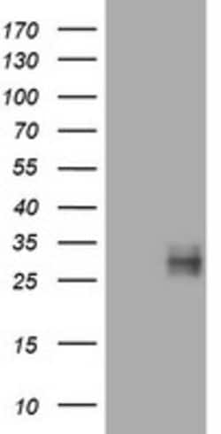 CD99 Mouse anti-Human, Clone: OTI2H6, lyophilized, TrueMAB 100 &mu;g; Unconjugated:Antibodies,