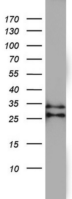CD99 Mouse anti-Human, Clone: OTI2H6, lyophilized, TrueMAB 100 &mu;g; Unconjugated:Antibodies,