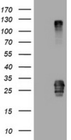 CD99 Mouse anti-Human, Clone: OTI1E12, lyophilized, TrueMAB 100 &mu;g;