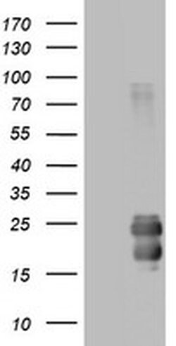 CD99 Monoclonal Antibody (OTI1D5), TrueMAB , OriGene 100 &mu;L; Unconjugated:Antibodies,