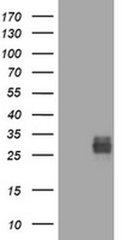 CD99 Monoclonal Antibody (OTI13F10), TrueMAB , OriGene 100 &mu;L; Unconjugated:Antibodies,