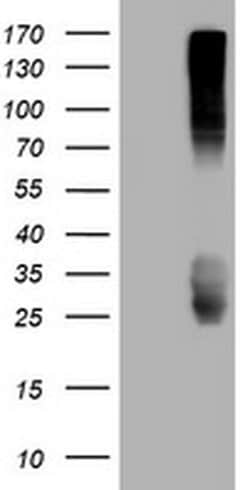 CD99 Monoclonal Antibody (OTI4A5), TrueMAB , OriGene 100 &mu;L; Unconjugated:Antibodies,