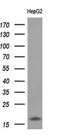 CD99 Monoclonal Antibody (OTI4A5), TrueMAB , OriGene 100 &mu;L; Unconjugated:Antibodies,