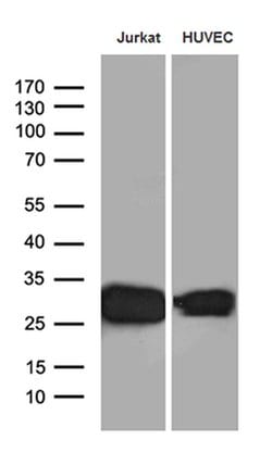 CD99 Monoclonal Antibody (OTI1H5), TrueMAB , OriGene:Antibodies:Primary