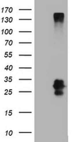 CD99 Monoclonal Antibody (OTI1F1), TrueMAB , OriGene 100 &mu;L; Unconjugated:Antibodies,