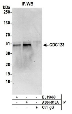CDC123/C10orf7 Rabbit anti-Human, Mouse, Polyclonal, Bethyl Laboratories