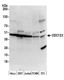 CDC123/C10orf7 Rabbit anti-Human, Mouse, Polyclonal, Bethyl Laboratories