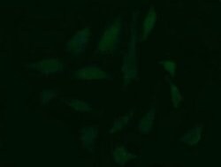 CDC123 Monoclonal Antibody (OTI1F8), TrueMAB , OriGene 100 &mu;L; Unconjugated:Antibodies,