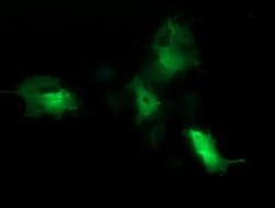 CDC123 Monoclonal Antibody (OTI3E8), TrueMAB , OriGene 100 &mu;L; Unconjugated:Antibodies,