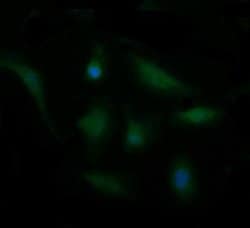 CDC123 Monoclonal Antibody (OTI3E8), TrueMAB , OriGene 100 &mu;L; Unconjugated:Antibodies,