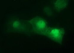 CDC123 Monoclonal Antibody (OTI5C7), TrueMAB , OriGene 100 &mu;L; Unconjugated:Antibodies,