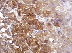 CDC123 Mouse anti-Human, Clone: OTI3G8, lyophilized, TrueMAB 100 &mu;g;