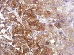 CDC123 Monoclonal Antibody (OTI3G8), TrueMAB , OriGene 100 &mu;L; Unconjugated:Antibodies,