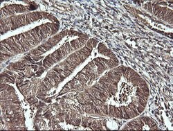CDC123 Mouse anti-Canine, Human, Clone: OTI1F8, lyophilized, TrueMAB 100