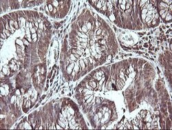 CDC123 Mouse anti-Canine, Human, Clone: OTI1F8, lyophilized, TrueMAB 100