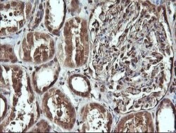 CDC123 Mouse anti-Canine, Human, Clone: OTI1F8, lyophilized, TrueMAB 100