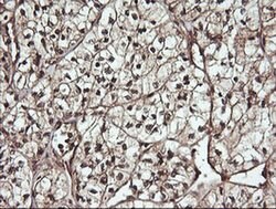 CDC123 Monoclonal Antibody (OTI1F8), TrueMAB , OriGene 100 &mu;L; Unconjugated:Antibodies,