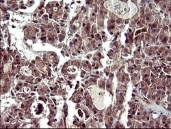 CDC123 Monoclonal Antibody (OTI2D4), TrueMAB , OriGene:Antibodies:Primary