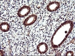 CDC123 Monoclonal Antibody (OTI2D4), TrueMAB , OriGene 100 &mu;L; Unconjugated:Antibodies,