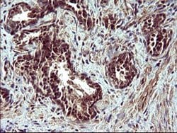CDC123 Monoclonal Antibody (OTI2D4), TrueMAB , OriGene 100 &mu;L; Unconjugated:Antibodies,